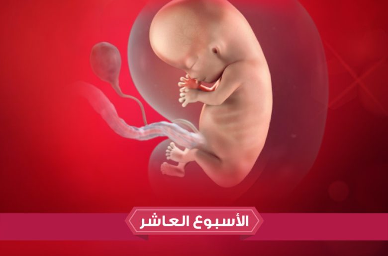 الأسبوع العاشر من الحمل