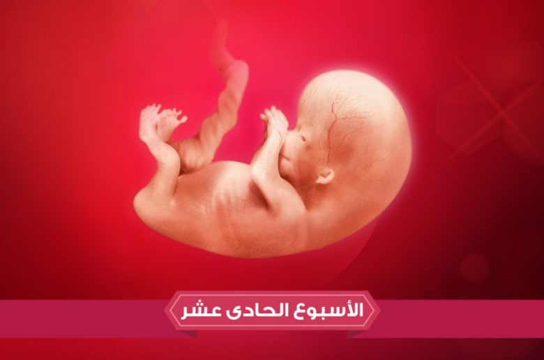 الأسبوع الحادي عشر من الحمل الأسبوع الحادي عشر من الحمل