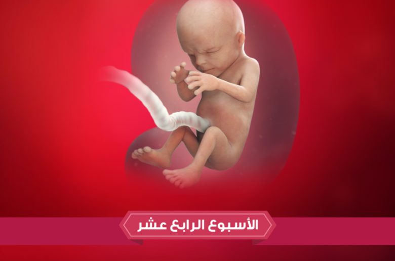 الأسبوع الرابع عشر من الحمل الأسبوع الرابع عشر من الحمل