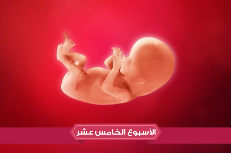 الأسبوع الخامس عشر من الحمل