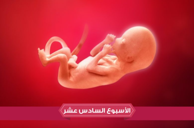 الأسبوع السادس عشر من الحمل  الأسبوع السادس عشر من الحمل