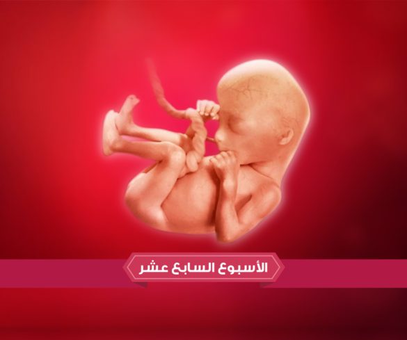 الأسبوع السابع عشر من الحمل