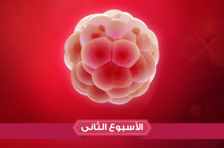 الأسبوع الثاني من الحمل الأسبوع الثاني من الحمل