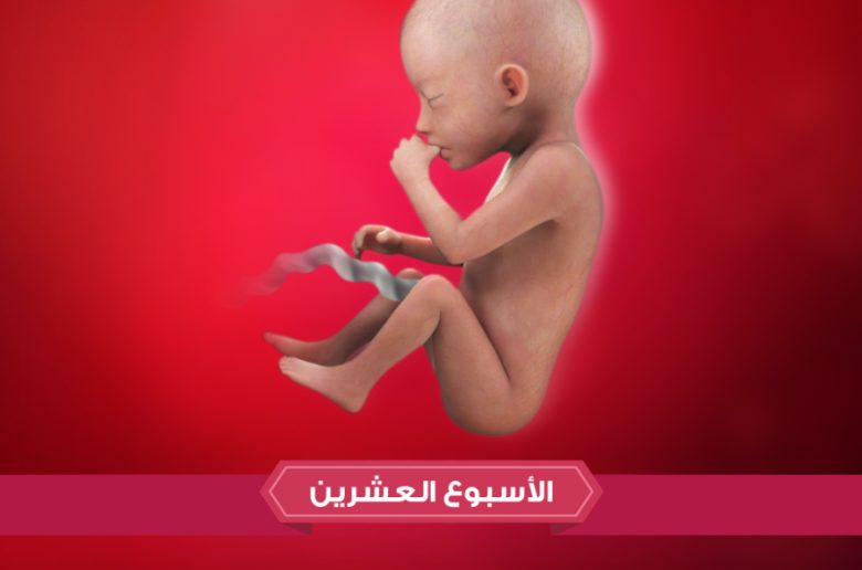 الأسبوع العشرين من الحمل.  الأسبوع العشرين من الحمل.