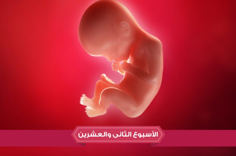 الأسبوع الثاني والعشرين من الحمل الأسبوع الثاني والعشرين من الحمل