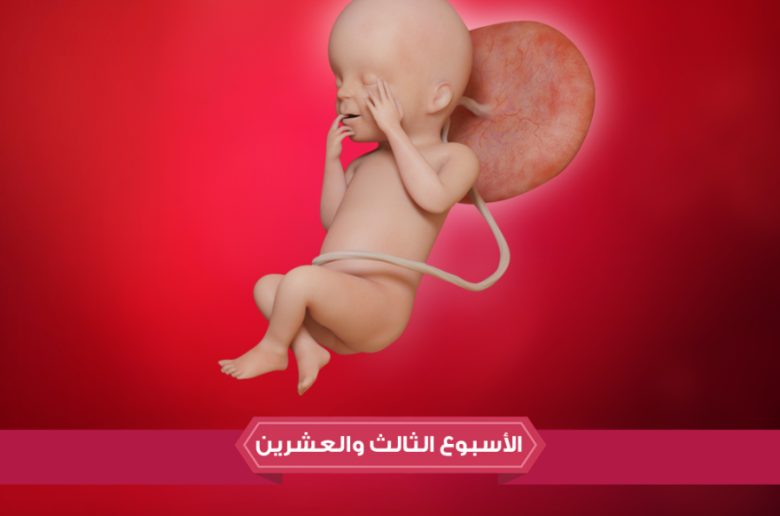 الأسبوع الثالث والعشرين من الحمل