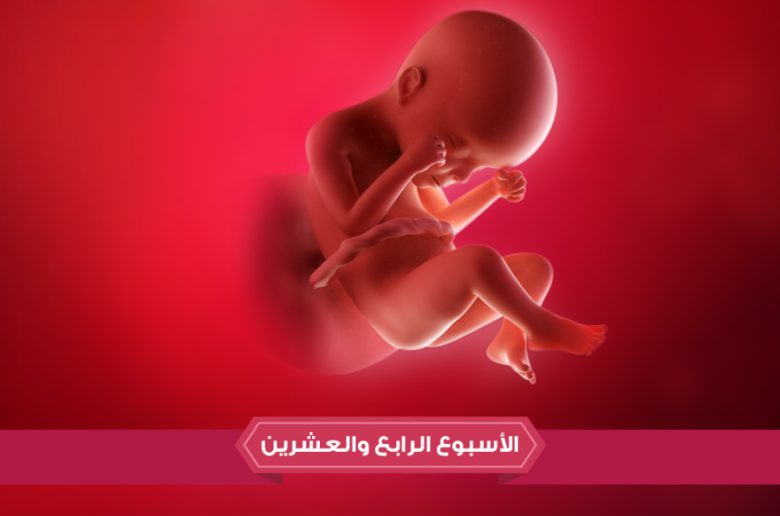 الأسبوع الرابع والعشرين من الحمل الأسبوع الرابع والعشرين من الحمل