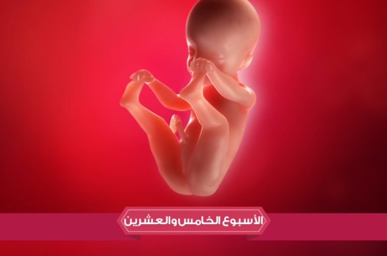 الأسبوع الخامس والعشرين من الحمل الأسبوع الخامس والعشرين من الحمل