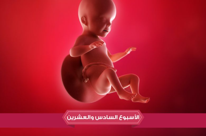  الأسبوع السادس والعشرين من الحمل