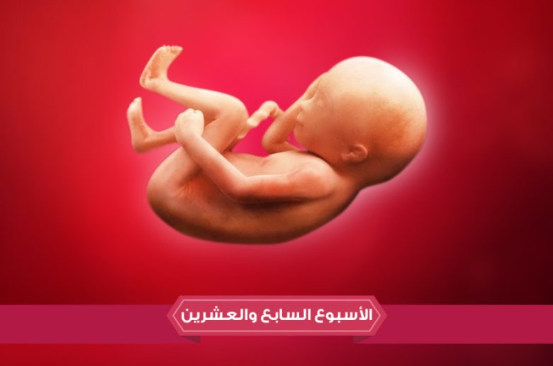 الأسبوع السابع والعشرين من الحمل