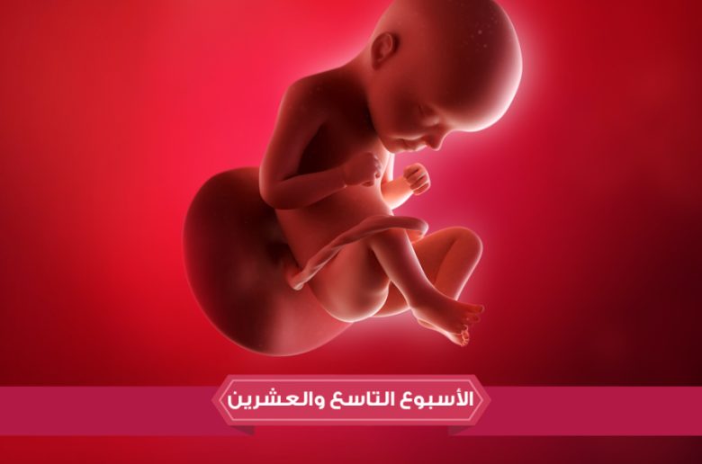 الأسبوع التاسع والعشرين من الحمل