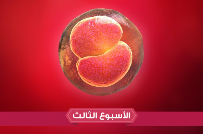 الأسبوع الثالث من الحمل