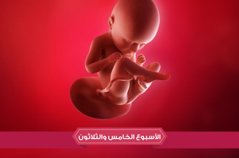 الأسبوع الخامس والثلاثين من الحمل