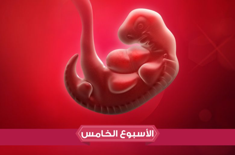 الأسبوع الخامس من الحمل الأسبوع الخامس من الحمل