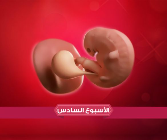 الأسبوع السادس من الحمل