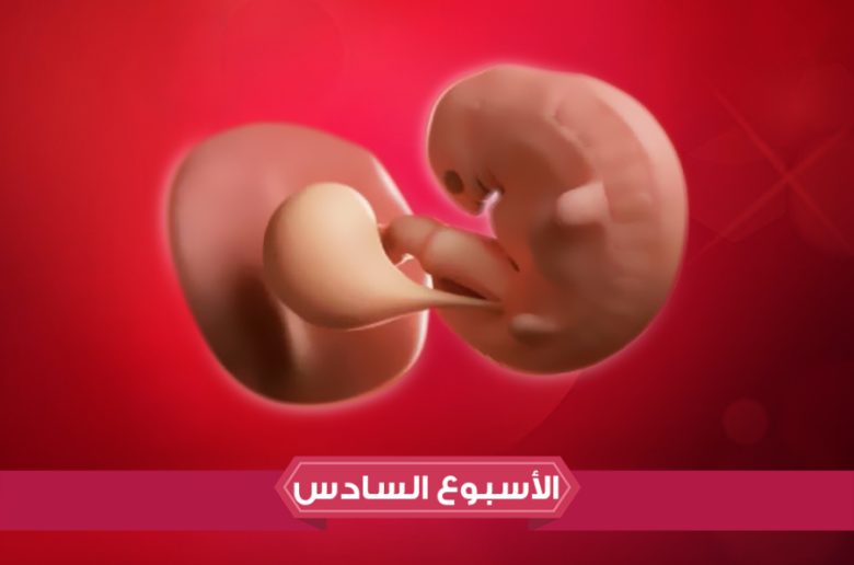 الأسبوع السادس من الحمل