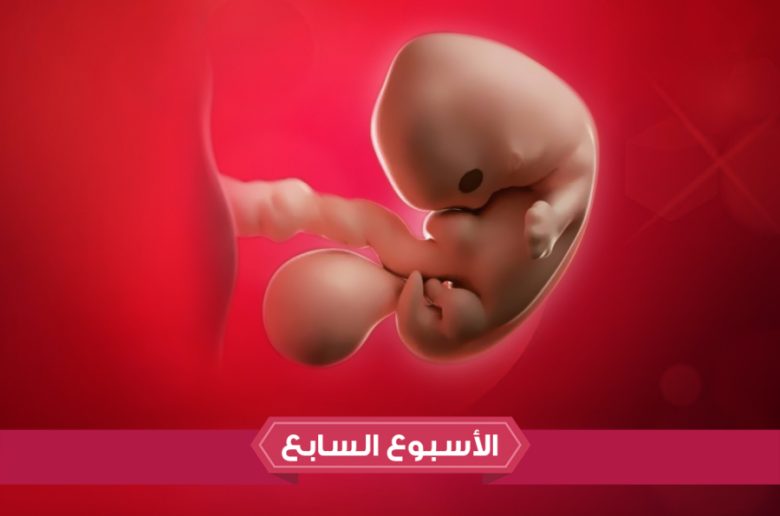 الأسبوع السابع من الحمل الأسبوع السابع من الحمل