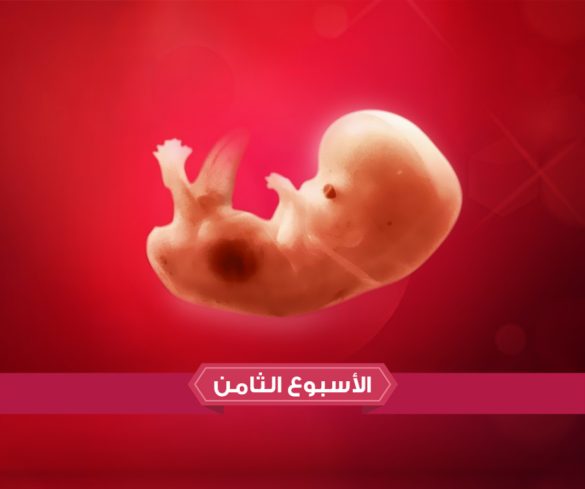 الأسبوع الثامن من الحمل