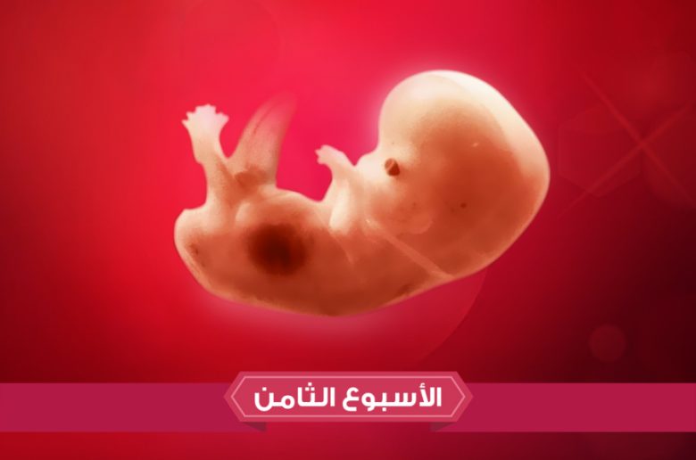 الأسبوع الثامن من الحمل