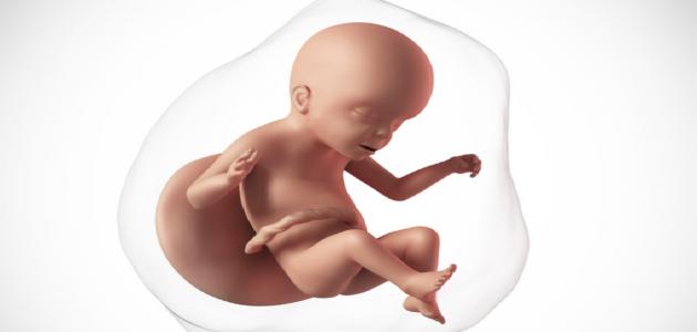 أبرز التطورات في نمو الجنين خلال الأسبوع الرابع والعشرين