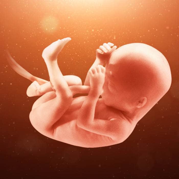 التطورات في نمو الجنين خلال الأسبوع التاسع عشر