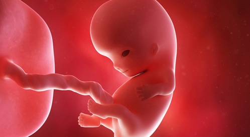 تطور الجنين في الاسبوع التاسع