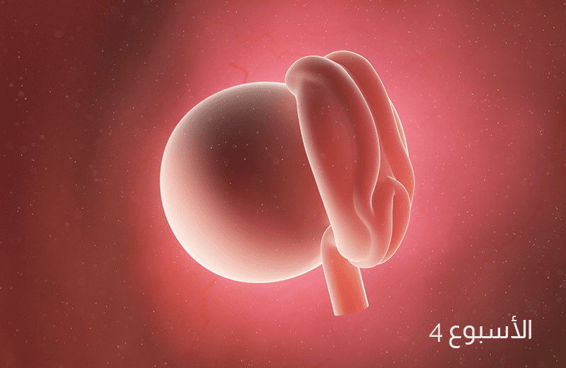 تطور ونمو الجنين خلال الأسبوع الرابع
