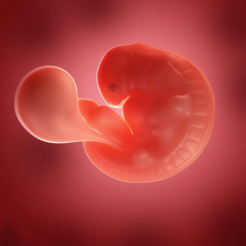 مراحل نمو الجنين في الأسبوع الخامس