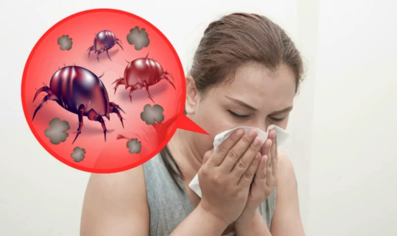 عث الغبار والحساسية التي يسببها عث الغبار والحساسية التي يسببها