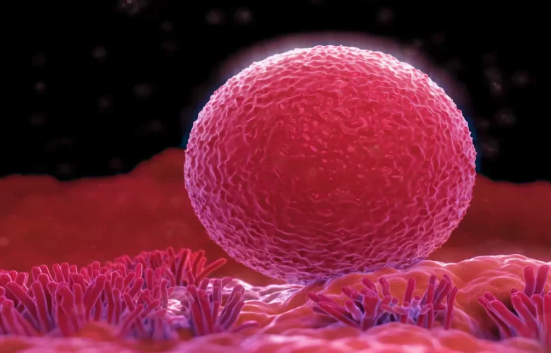 البويضات الانثوية والصحة الإنجابية للمرأة البويضات الانثوية والصحة الإنجابية للمرأة