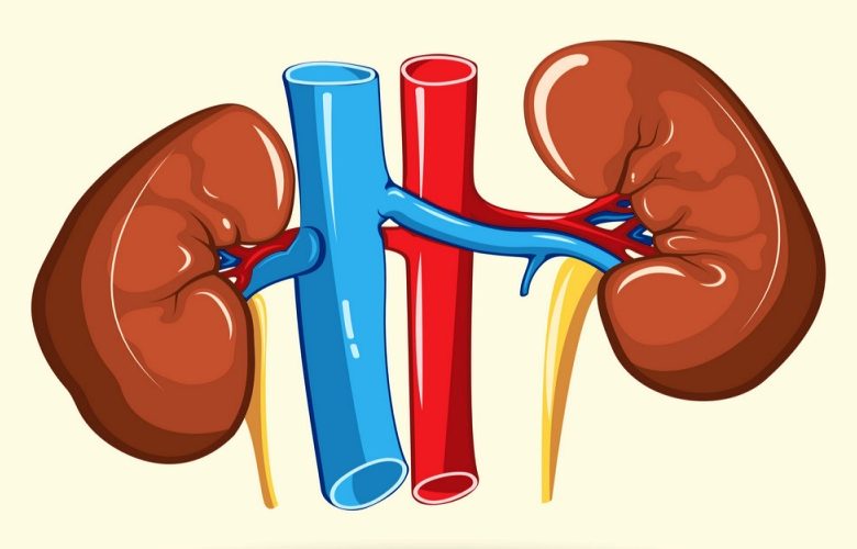 أهم المشروبات الصحية لإزالة السموم من الكلى