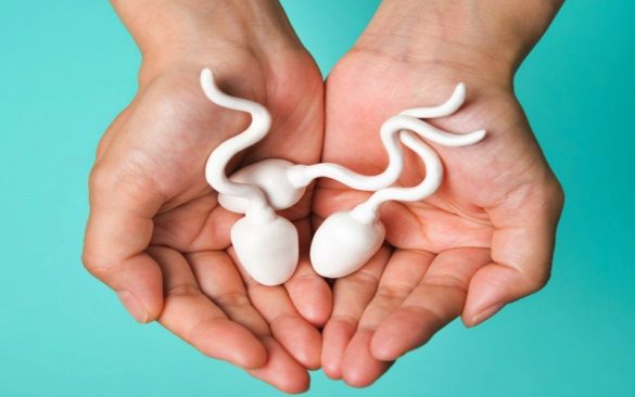 الحيوانات المنوية الصحية لعملية إنجابية سليمة