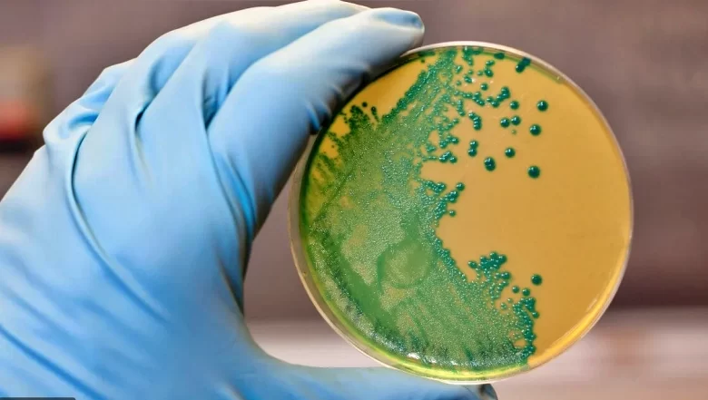 عدوى الليستيريا المستوحدة ومدى تأثيرها الضار عند الإصابة بها