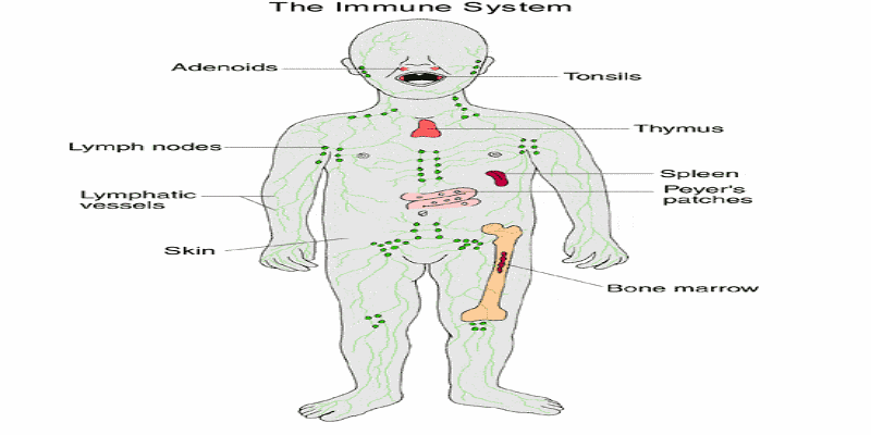 المكونات الرئيسية للجهاز المناعي عند الأطفال