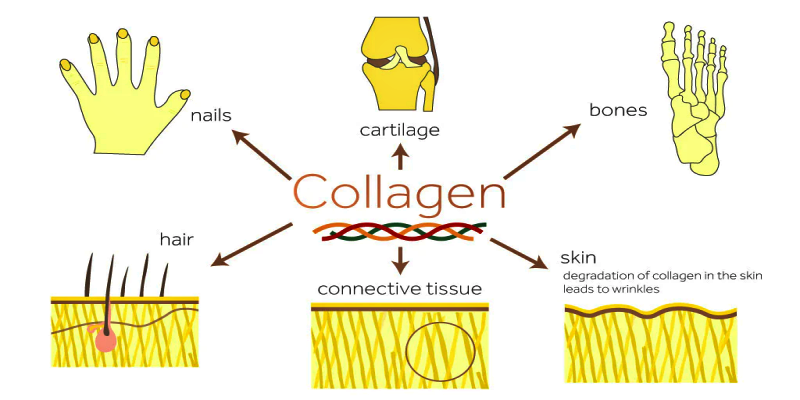 ما هي أنواع الكولاجين التي يحتاج إليها الجسم؟