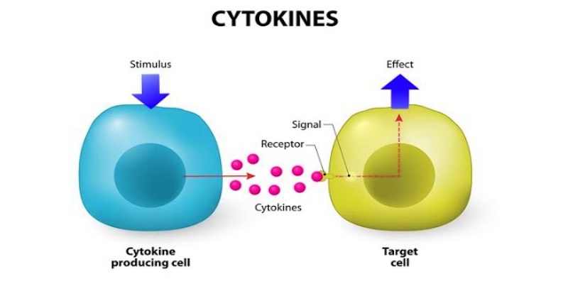 السيتوكين