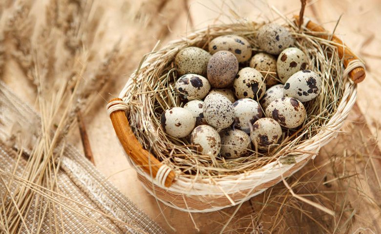 فوائد بيض السمان فوائد بيض السمان