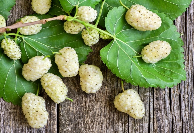 التوت الأبيض وأهم فوائده الصحية للجسم