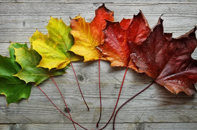 طرق للحفاظ على صحة الجهاز المناعي في الفصول المتغيرة