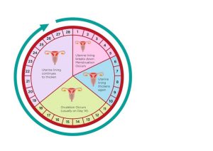 التغيرات في مستويات الهرمونات خلال دورة الحيض