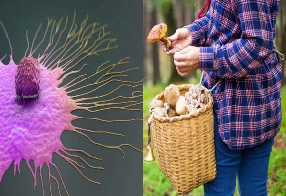 فوائد المشروم لمرضى السرطان