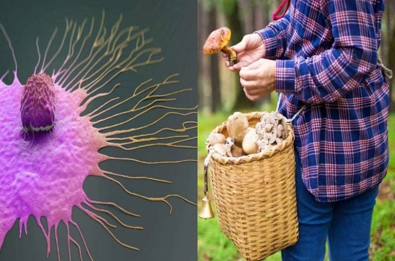 فوائد المشروم لمرضى السرطان