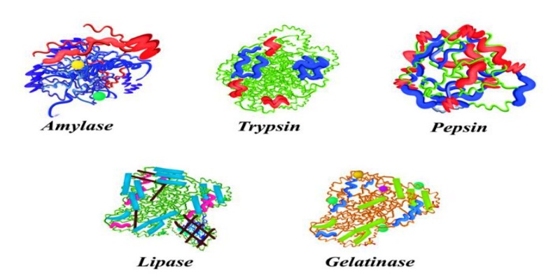 ما هي انواع الإنزيمات الهاضمة؟