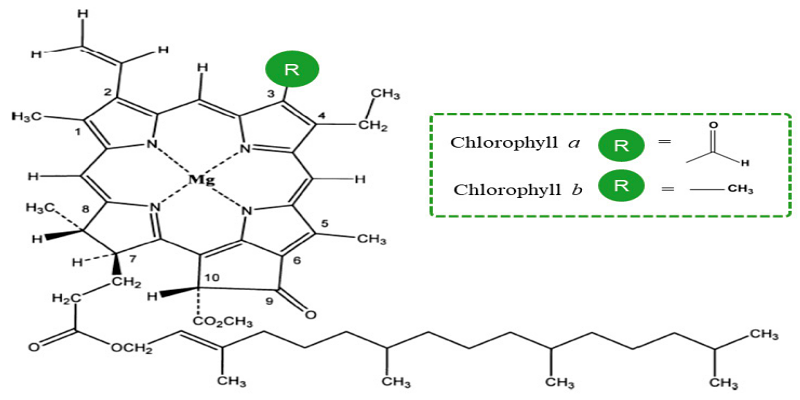 ما هو الكلوروفيل؟