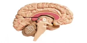 التشوهات الهيكلية في الدماغ