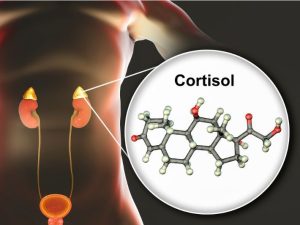 أهمية هرمون الكورتيزول في الجسم