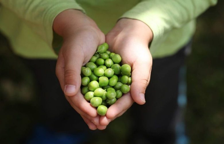 ما هي فائدة تناول البازلاء عند الرغبة في فقدان الوزن؟