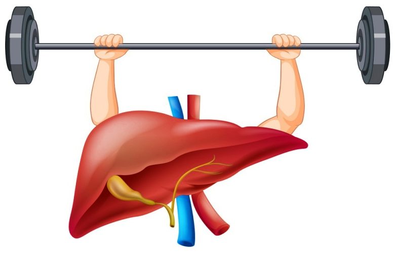 5 عادات يومية بسيطة تدعم صحة الكبد وتحافظ عليه
