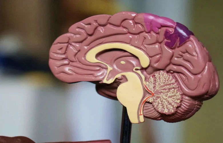 نقص التروية الدماغية وأكثر الفئات المعرضة للإصابة به