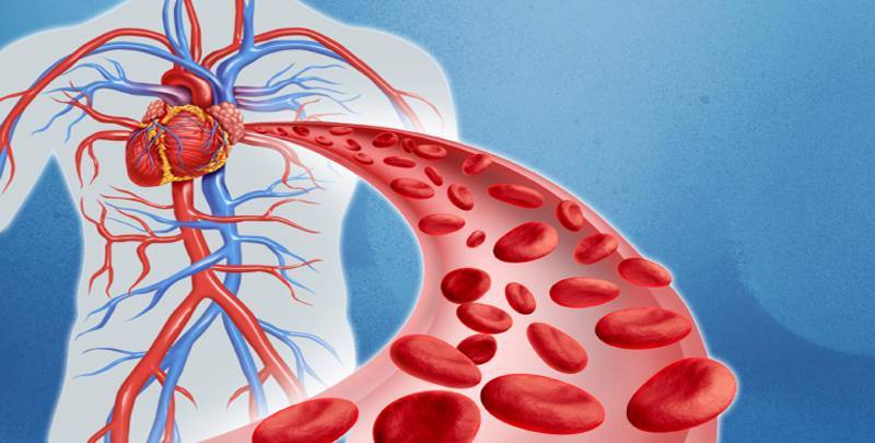 صحة الدورة الدموية وتأثيرها الإيجابي على الجسم